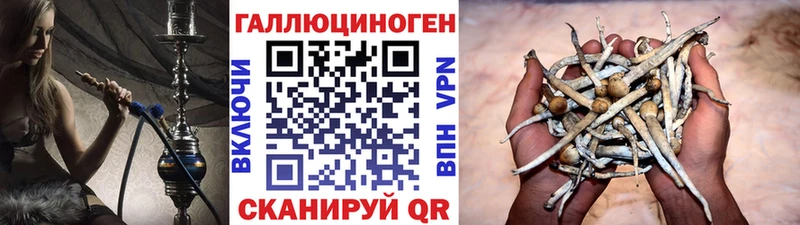закладки  дарк нет Telegram  Галлюциногенные грибы Psilocybe  Тында 